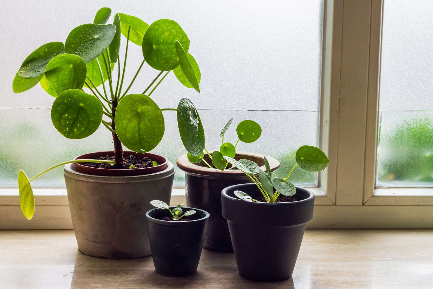 Pilea: descubra a planta-chinesa-do-dinheiro que é ideal para ter dentro de casa (Foto: Getty Images/iStockphoto)