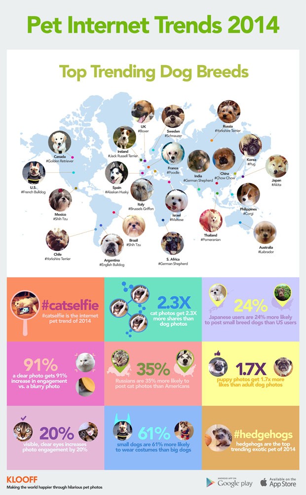 infográfico de tendências de raças de cachorros na internet (Foto: divulgação)