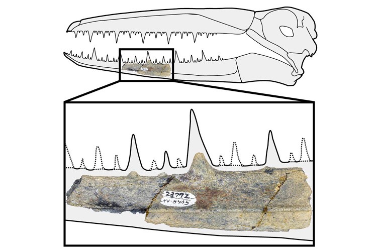Fragmento da mandíbula de um pelagornitídeo encontrado na Antártida  (Foto: Peter Kloess/UC Berkeley)