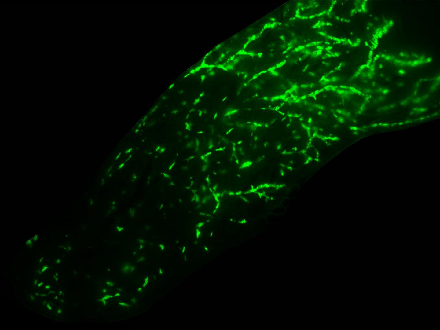 Acima, micrografia estéreo de fluorescência de uma glândula mamária de camundongo injetada por via intraductal com células epiteliais normais da mama humana (Foto: Marie Shamseddin (EPFL))
