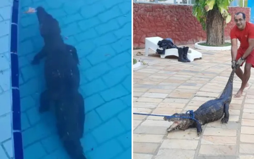 Jacaré é resgatado após ser visto nadando em piscina de clube em Caldas Novas