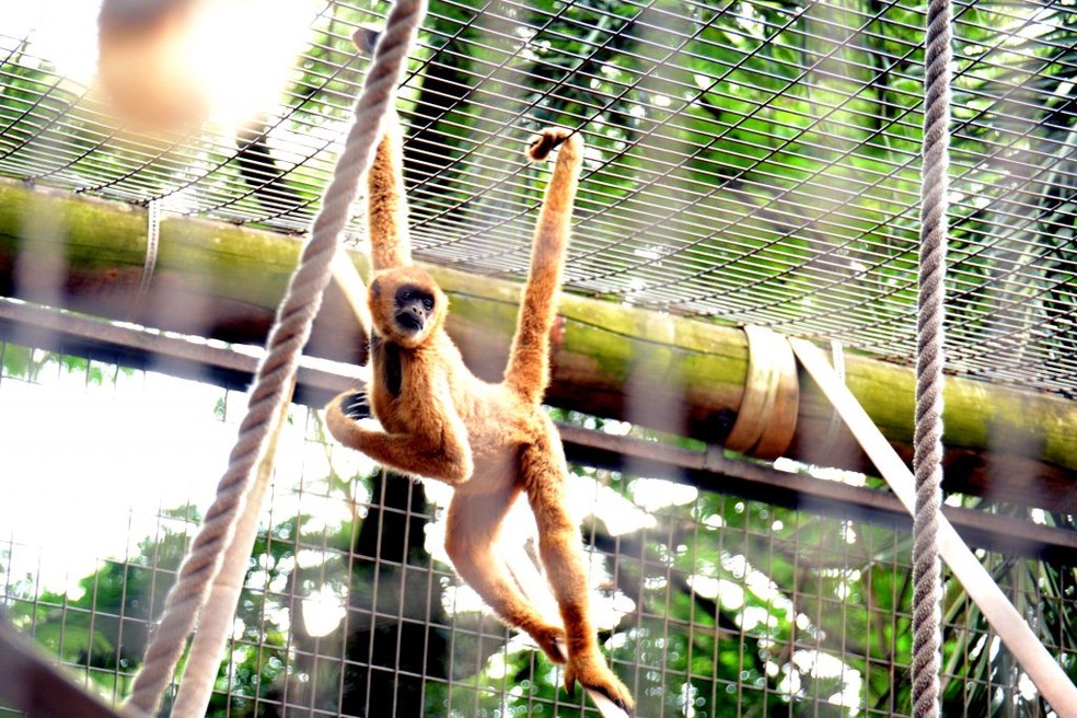 Zool&oacute;gico e parque oferecem programa&ccedil;&atilde;o online do curso de f&eacute;rias em Sorocaba &mdash; Foto: Divulga&ccedil;&atilde;o/Prefeitura de Sorocaba
