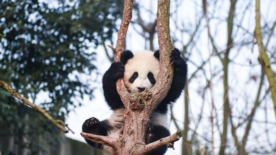 11 vídeos que provam que os pandas são os animais mais desastrados do mundo