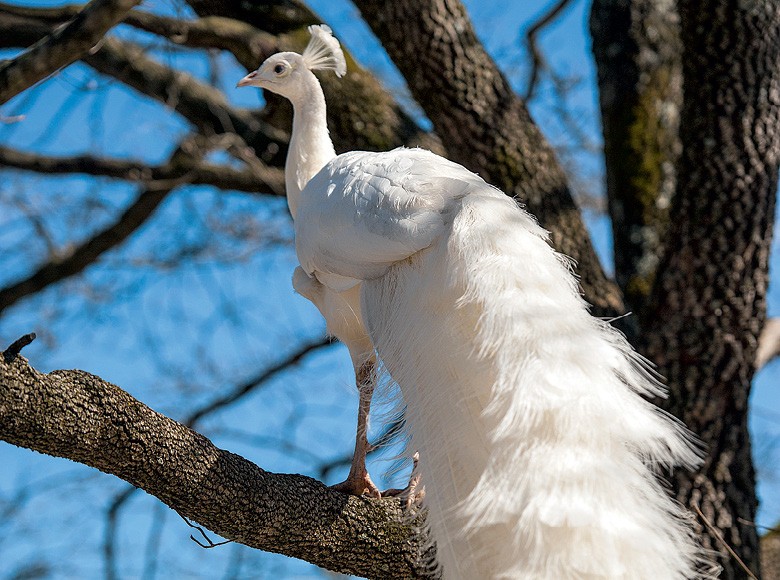Pavão branco ou Pássaro Formoso (Foto: Thinkstock)