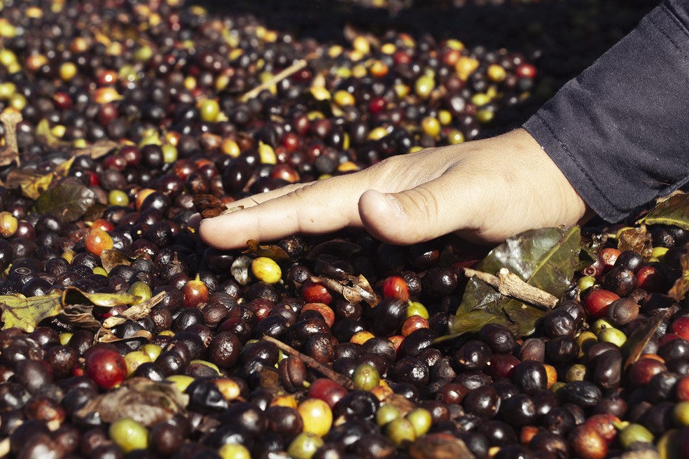 Queda na produção de café preocupa produtores no Sul de Minas — Foto: Nostro Solo/Divulgação