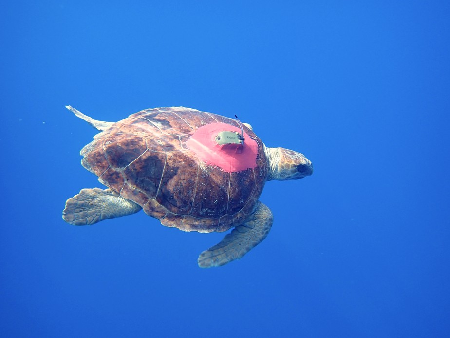 Sub-adult Loggerhead Turtle with Argos tag © Kelonia