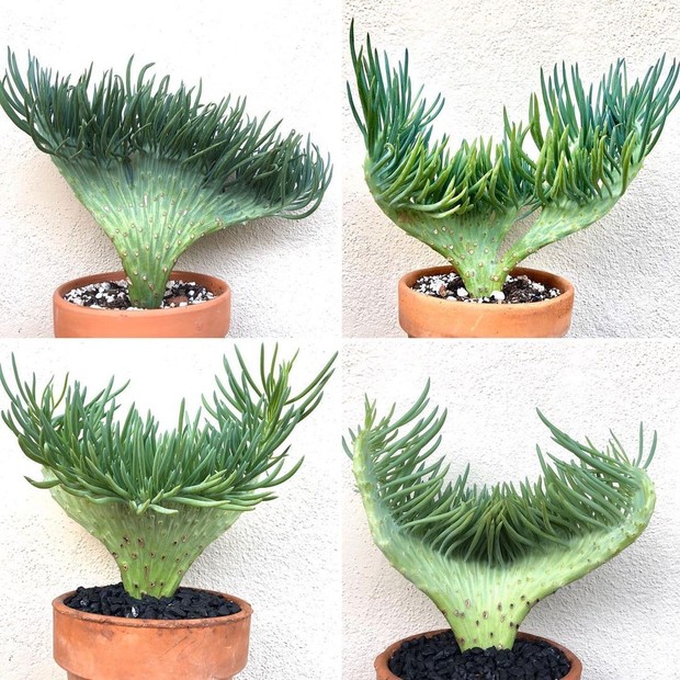 Dedo-de-moça, planta-fantasma e outras 4 suculentas fáceis de cuidar (Foto: Reprodução/Instagram @Succulentcraze)