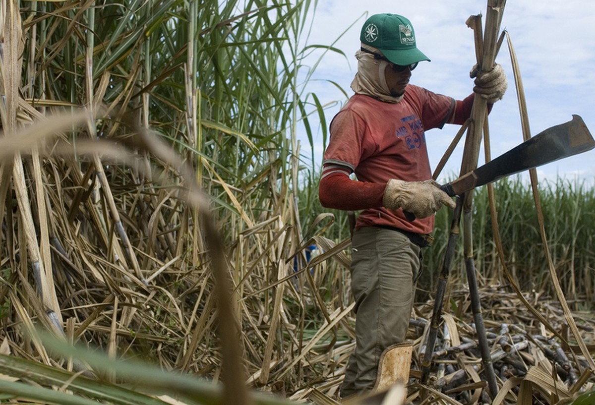 Corte manual da cana em SP segue no foco do Ministério Público Agronegócios Valor Econômico