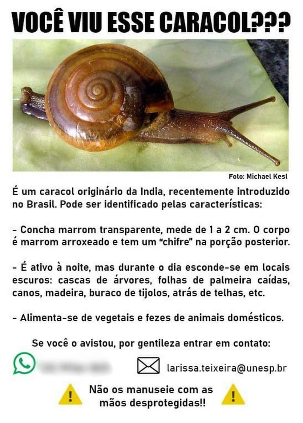 Pesquisadores pedem ajuda para localizar mais indivíduos de espécie invasora de caracol indiano — Foto: Reprodução/Redes sociais