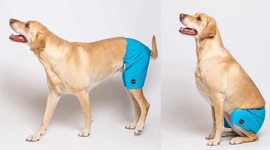 Os calções de banho da Kove são também feitos para cachorros. (Foto: Divulgação)