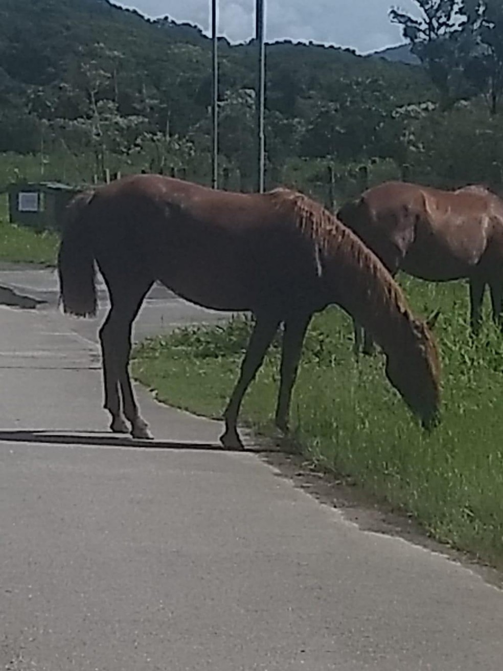 Animais foram recolhidos pela Polícia Militar — Foto: Secretaria de Bem Estar Animal de Palhoça/Divulgação