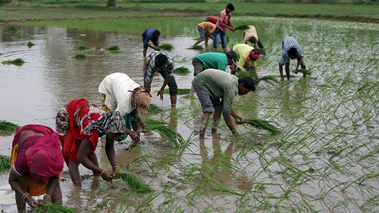 Índia estenderá restrição à exportação de arroz para garantir estabilidade doméstica