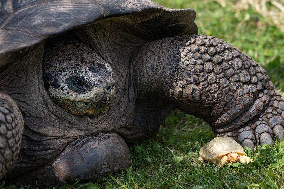 Rare Galapagos Giant Albino tortoise born in Swiss zoo |  Biodiversity