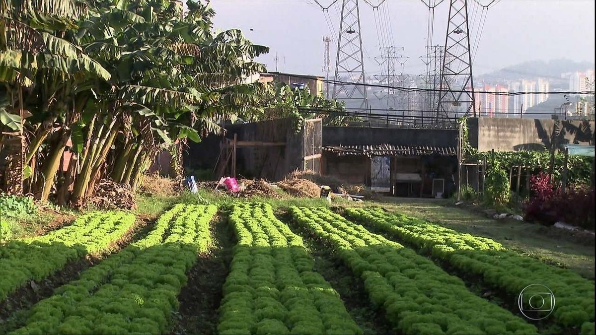 Agricultura urbana ganha espaço nas grandes cidades do Brasil thumbnail