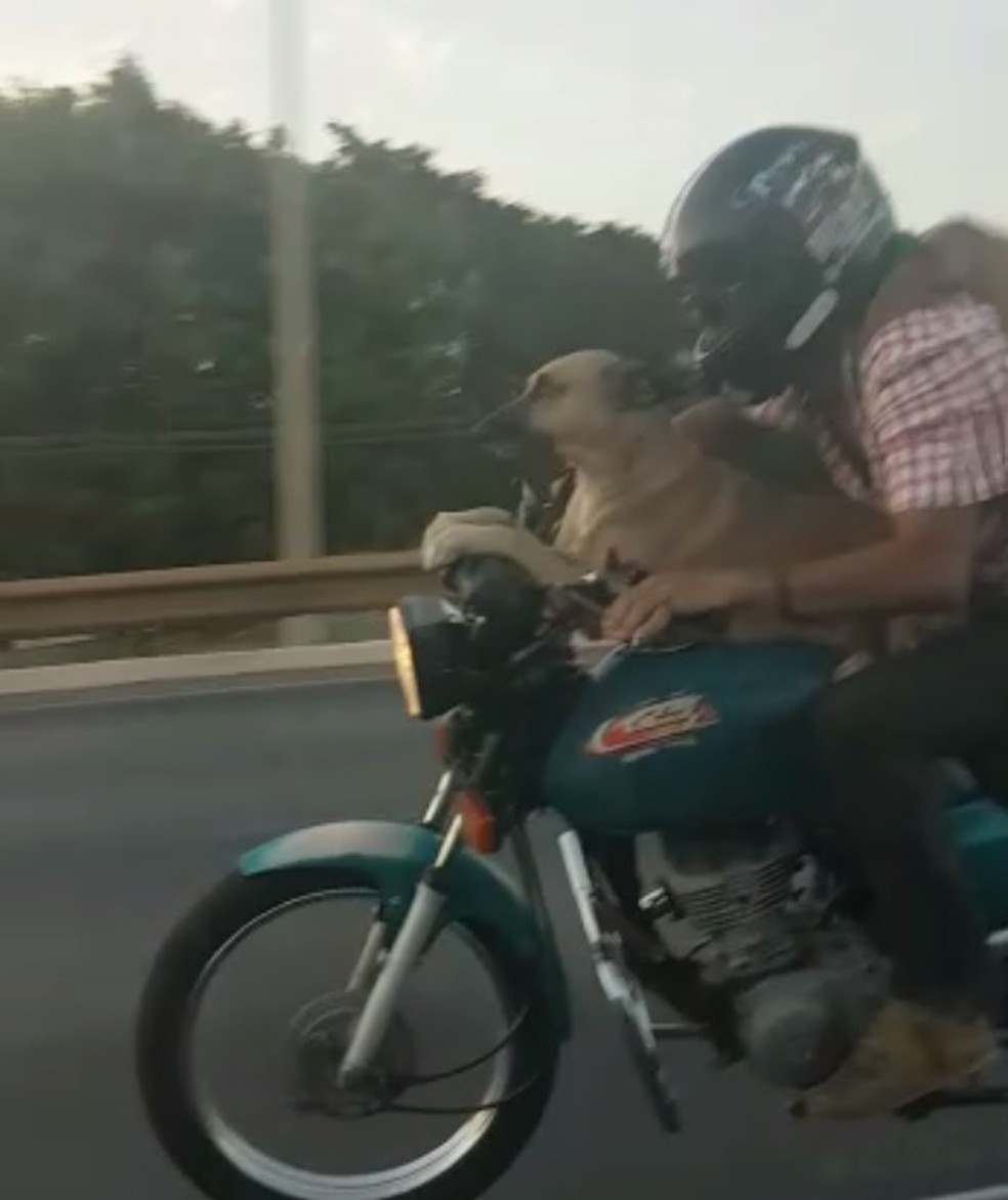 Cachorro é levado na parte da frente da moto, no DF — Foto: Arquivo pessoal