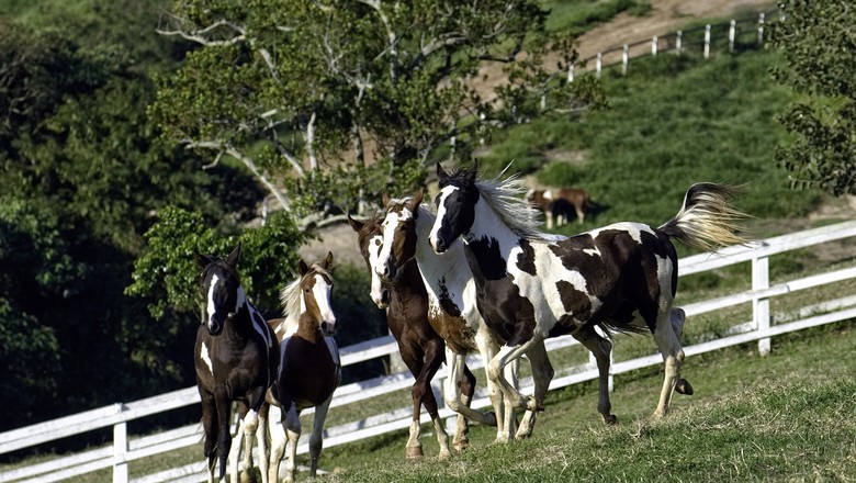 cavalo-pampa-pecuaria (Foto: Divulgação)
