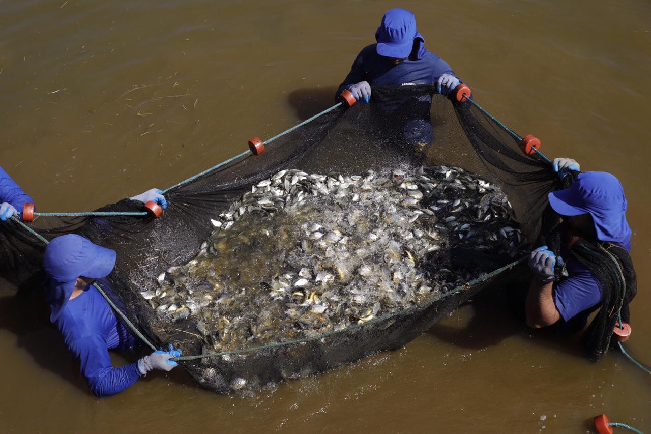 Reservatórios de hidrelétricas no Rio Paranapanema recebem repovoamento de 265 mil peixes de espécies nativas da região