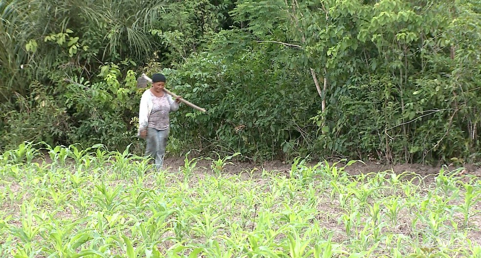 Famílias do Maranhão estão reaprendendo a se alimentar através de projetos sociais.  — Foto: Reprodução/TV Mirante