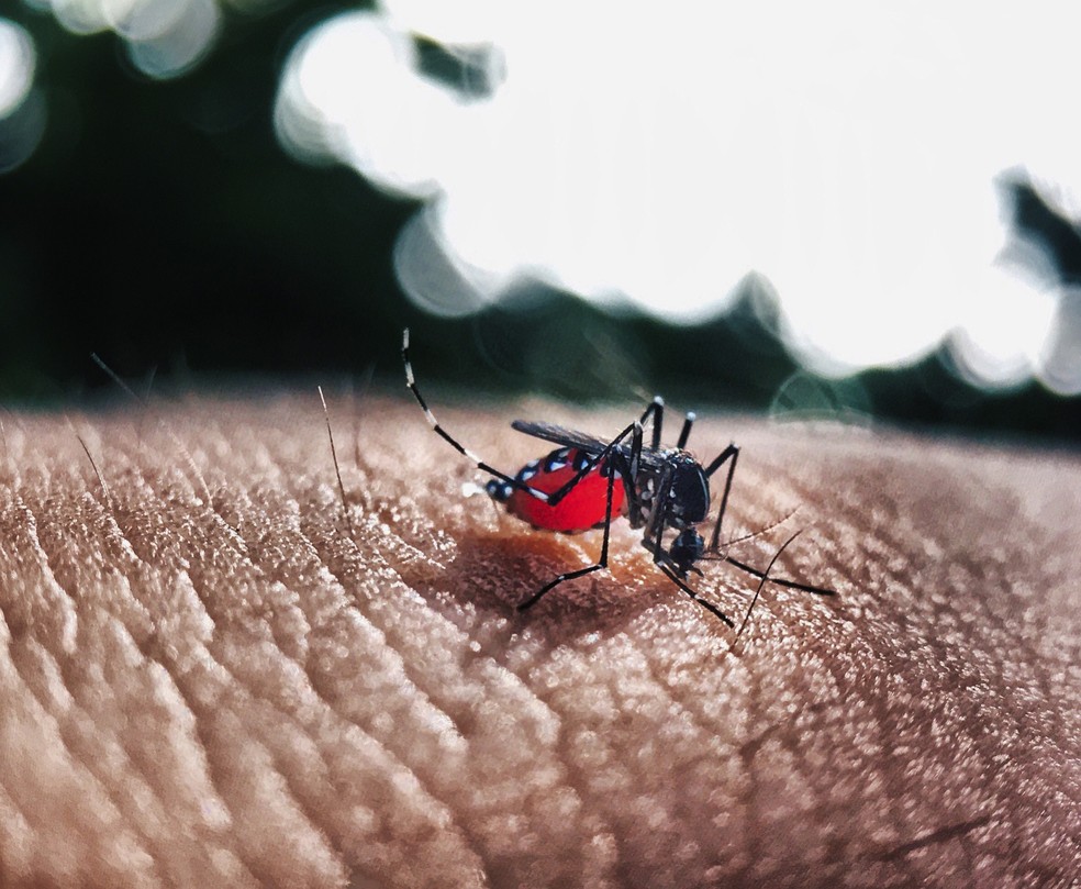 Fêmea do Aedes aegypti é responsável pela transmissão da febre amarela, dengue, chikungunya e zika vírus — Foto: Pixabay/Divulgação
