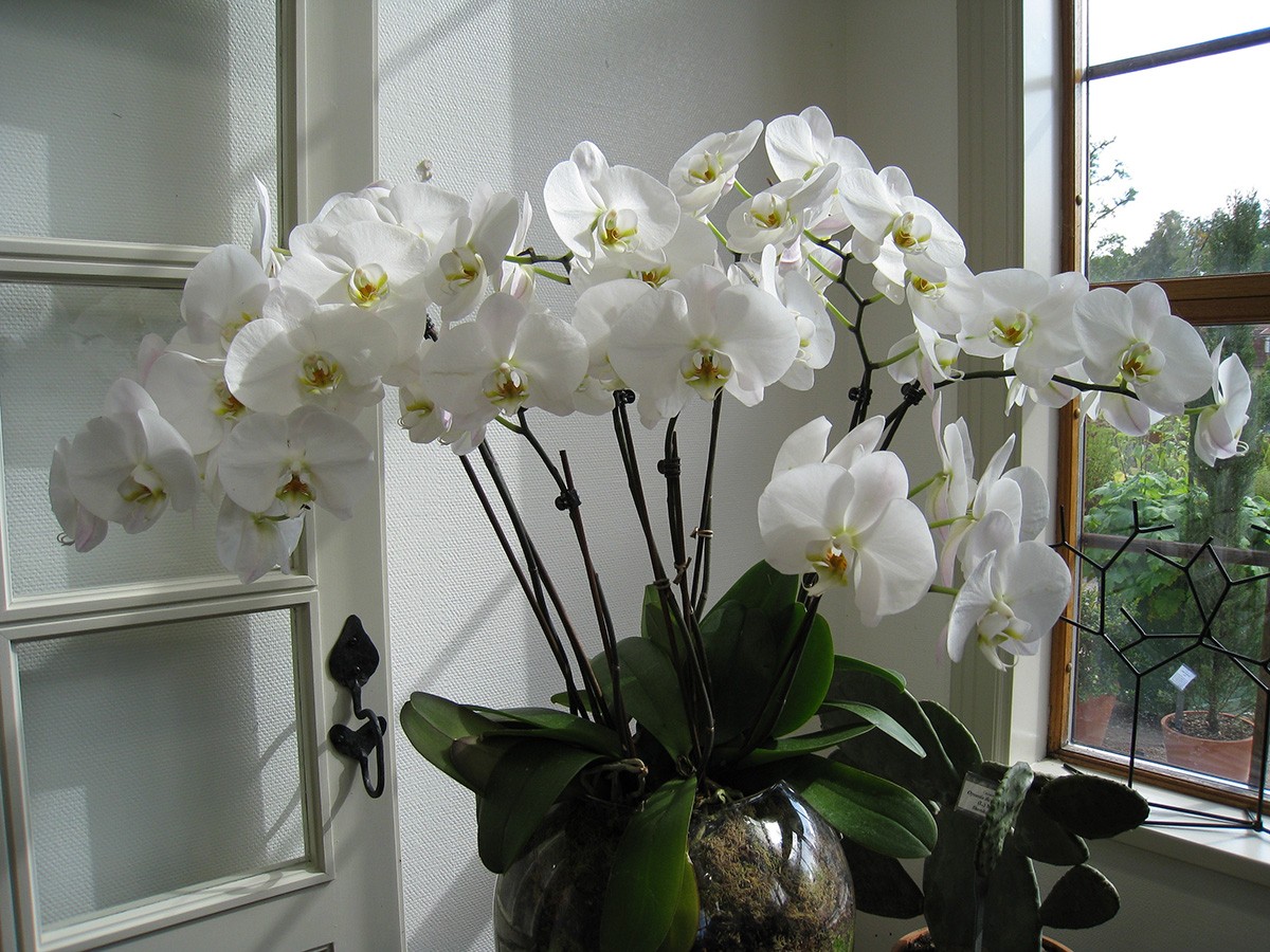 Orquídeas Phalaenopsis: por natureza a planta floresce no inverno, mas, com a adaptação da espécie a vários climas, as flores podem aparecer em qualquer época do ano (Foto: Pxfuel / CreativeCommons)
