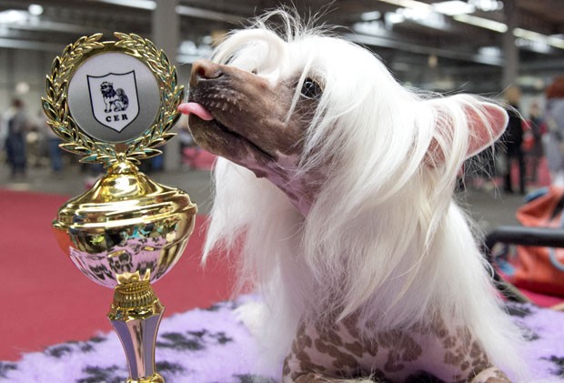 Cristado chinês 'Batiste von Shinbashi' faturou título de competição canina em Erfurt (Foto: Jens Meyer/AP)
