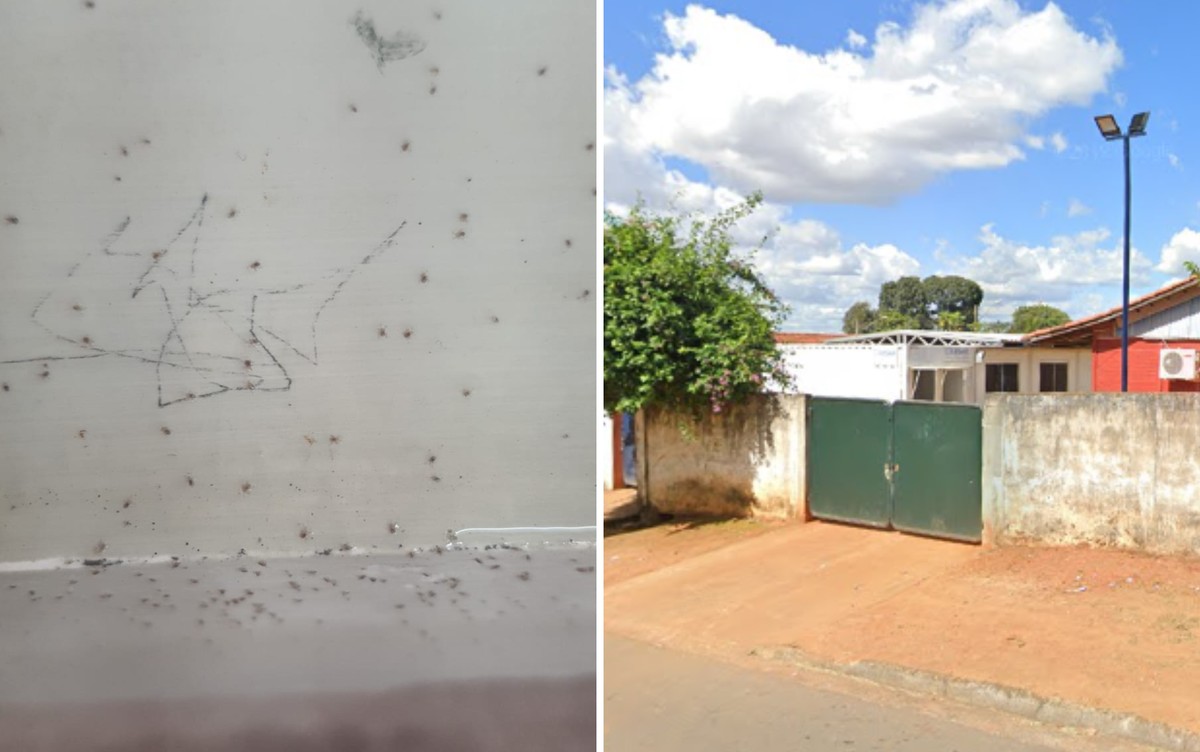 Alunos passam mal após suposta infestação de piolho de pombo em escola de  Goiânia