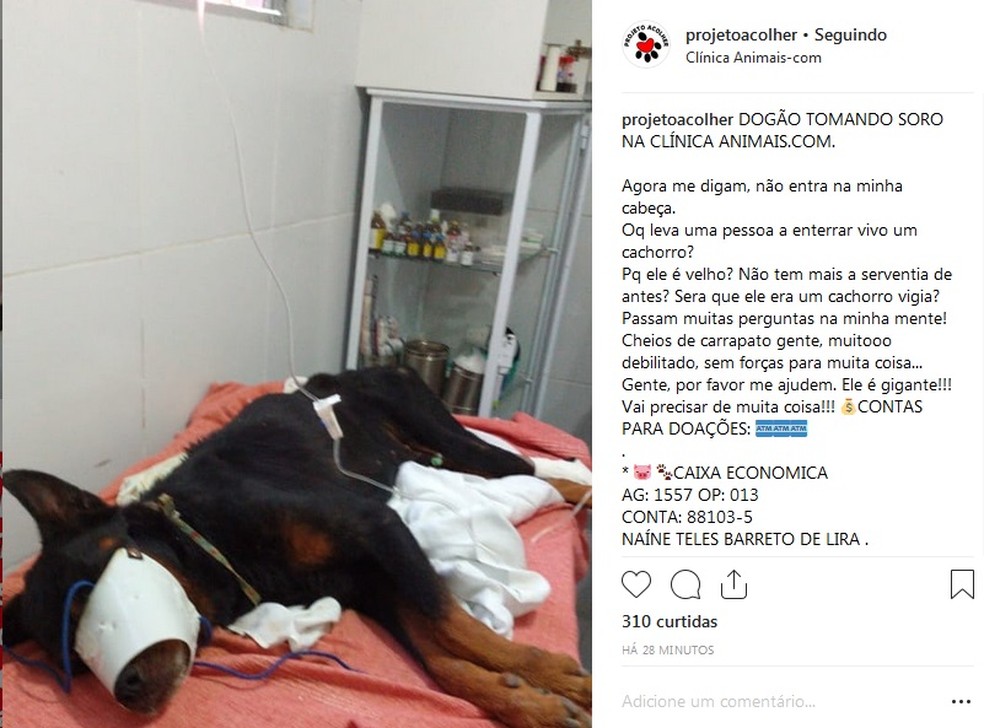 ONG pede ajuda para conseguir medicamentos e doações para o animal achado na Barra de São Miguel — Foto: Reprodução/Instagram