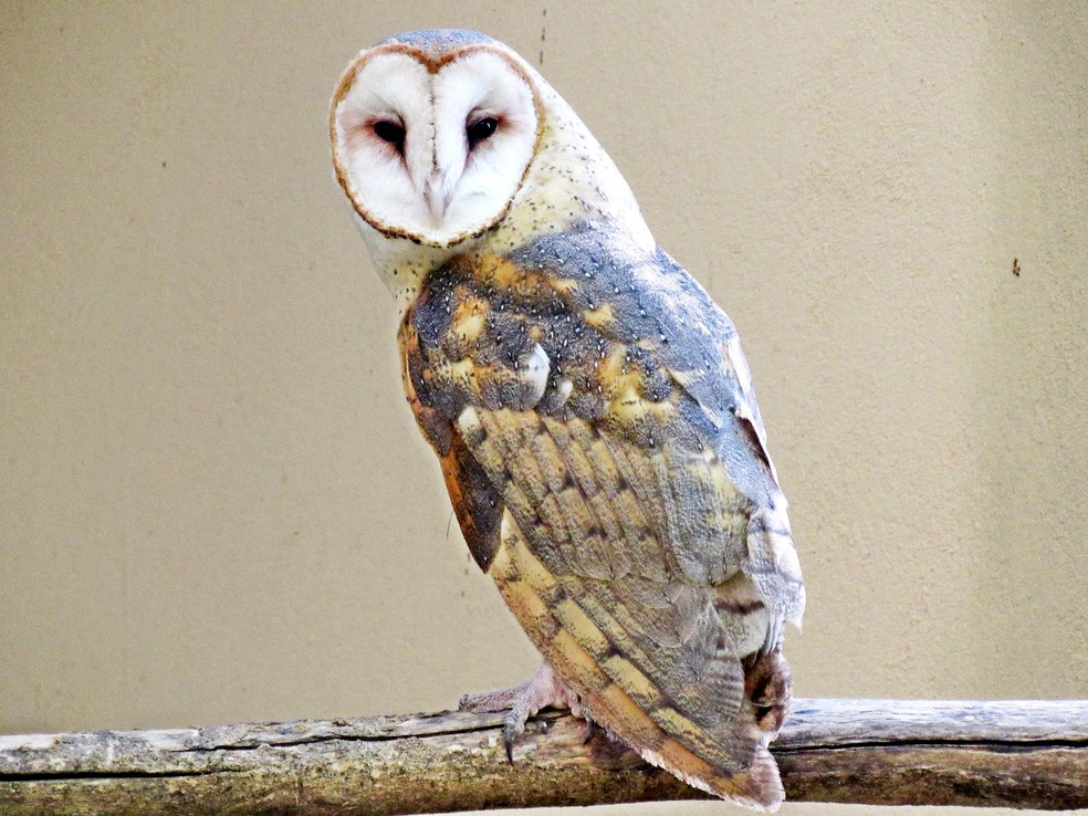 Zool&oacute;gico da Cidade da Crian&ccedil;a tem um exemplar da coruja suindara &mdash; Foto: AI/Cidade da Crian&ccedil;a