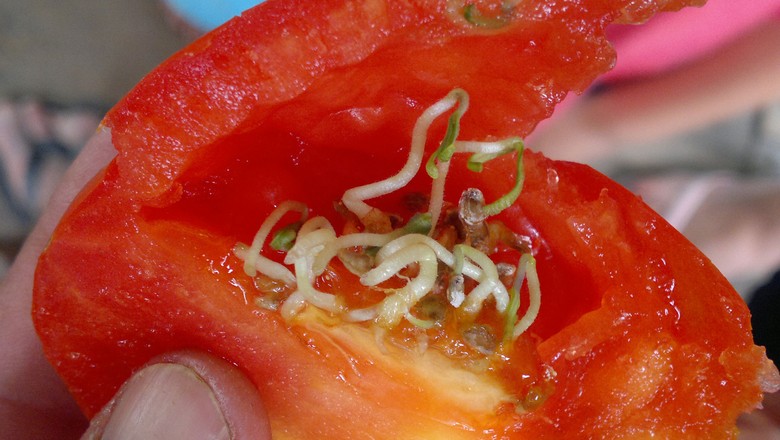tomate-viviparidade-gr-responde (Foto: Luciano Pereira/Acervo pessoal)