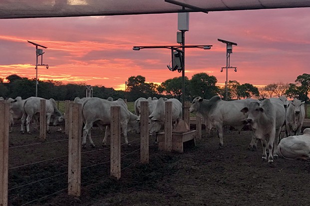 Fazenda Caçadinha em Mato Grosso do Sul, junto com a empresa holandesa DSM, desenvolvem ferramentas de inteligência e pesquisa para uma pecuária mais sustentável (Foto: Divulgação)