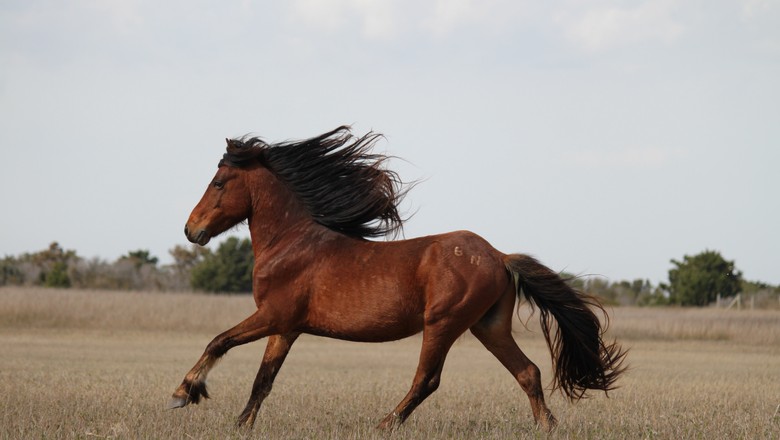 cavalo-equino-correndo-galope (Foto: firelizard5/CCommons)