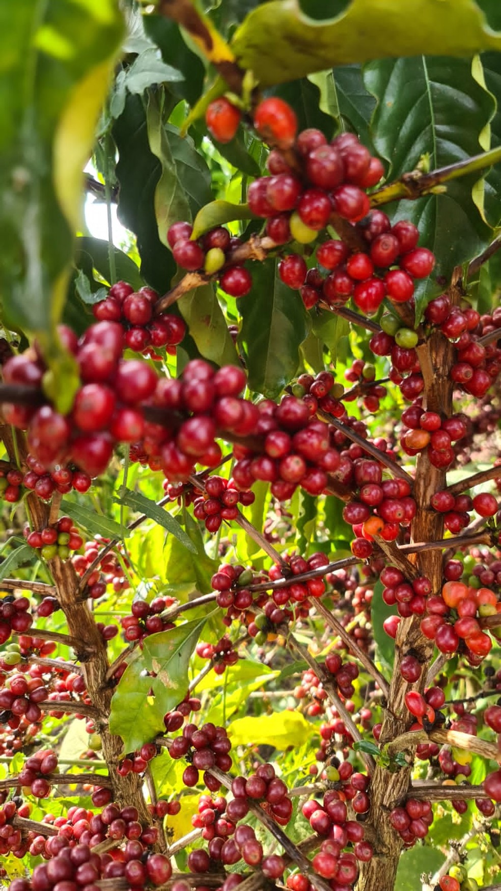 Café robusta amazônico plantado em São Miguel do Guaporé, RO — Foto: Angela Maria/Arquivo Pessoal