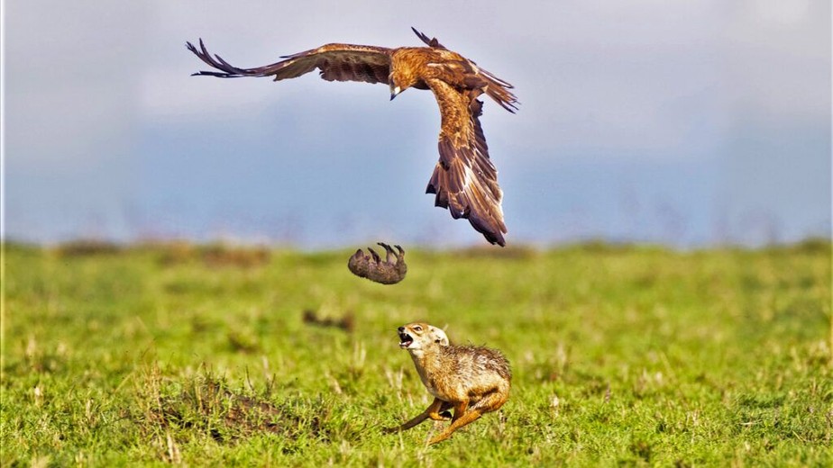 Mamãe chacal pega o seu filhote no ar, após a águia soltá-lo
