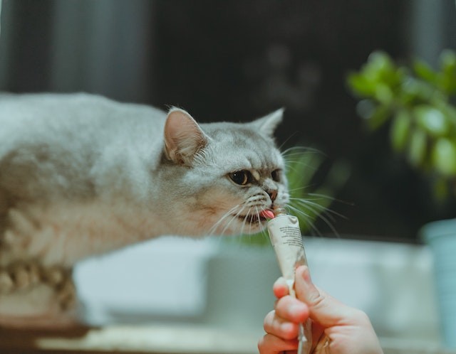 Cheese is not beneficial and snacks, such as sachets, are recommended for cats (Photo: Credit Photo: Pexels/Anjie Qiu/CreativeCommons)