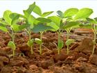 Atraso no plantio da soja no MT pode comprometer as próximas culturas