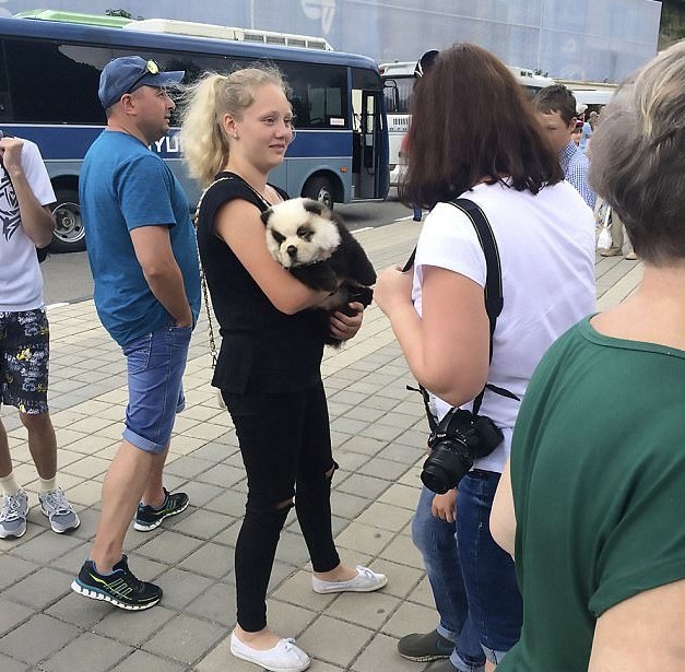 Turista com chow chow transformado em filhote de panda