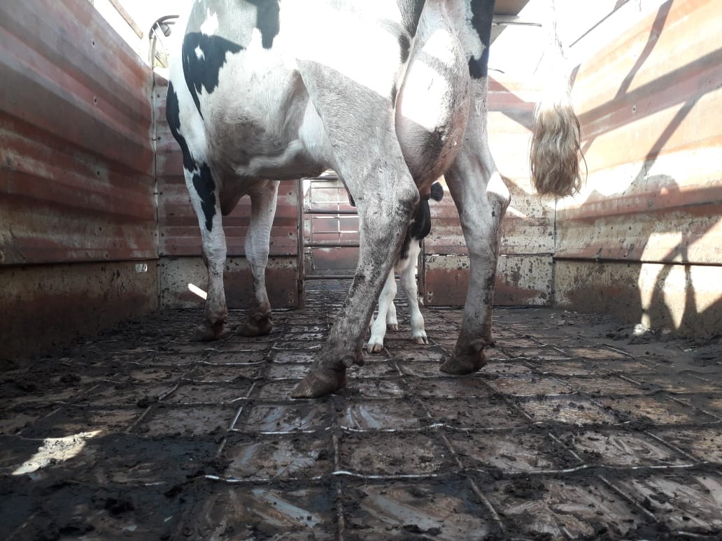 Vaca enviada prenha para frigorífico no Rio Grande do Sul prestes a ser devolvida (Foto: Jerônimo Vicenzi/Divulgação)