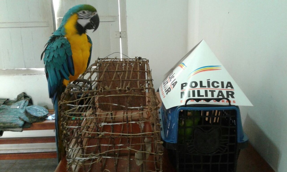 Arara-canindÃ© foi encontrada em Chapada do Norte durante operaÃ§Ã£o da PM. â€” Foto: PolÃ­cia Militar/DivulgaÃ§Ã£o