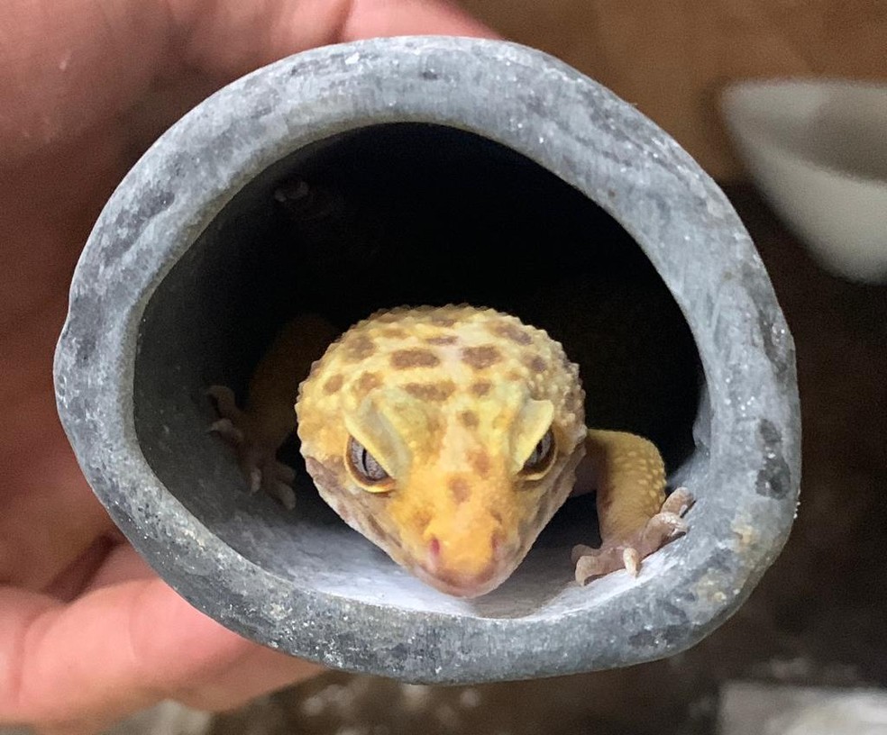 Lagarto da espécie Pogona, oriundos do deserto australiano, está entre os animais que eram mantidos em cativeiro em uma casa em Fortaleza. — Foto: Polícia Civil/ Divulgação