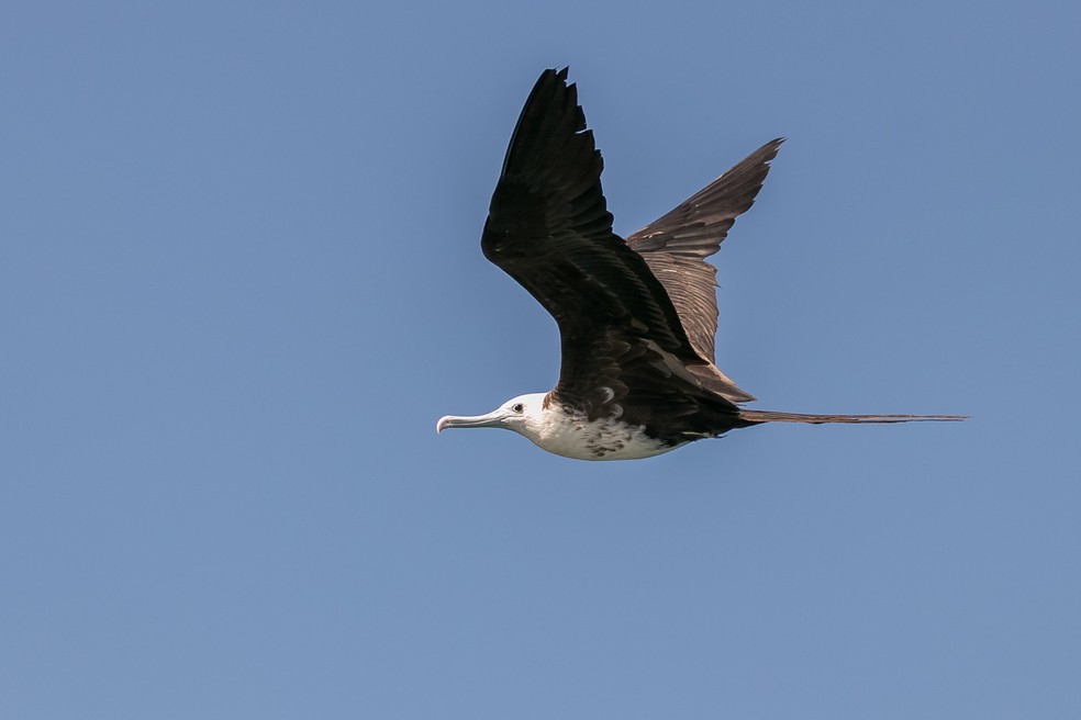 Tesourão ainda jovem apresenta a cabeça ainda branca, diferente das aves adultas; ave foi flagrada na saída pelágica em Itanhaém — Foto: Eduardo Bergo/Acervo Pessoal