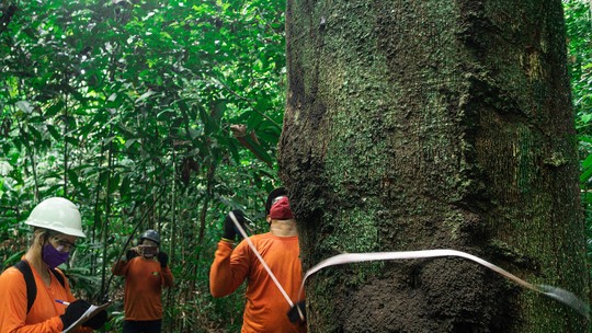 Dow e Natura são exemplos de empresas que investem e protegem a Amazônia