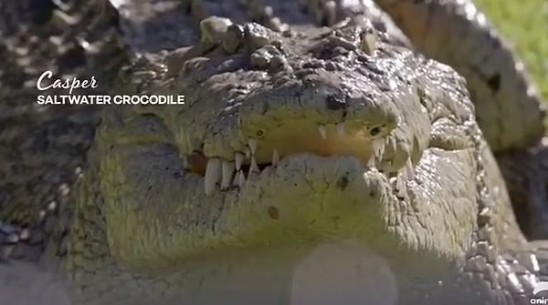 O crocodilo Casper (Foto: Reprodução)