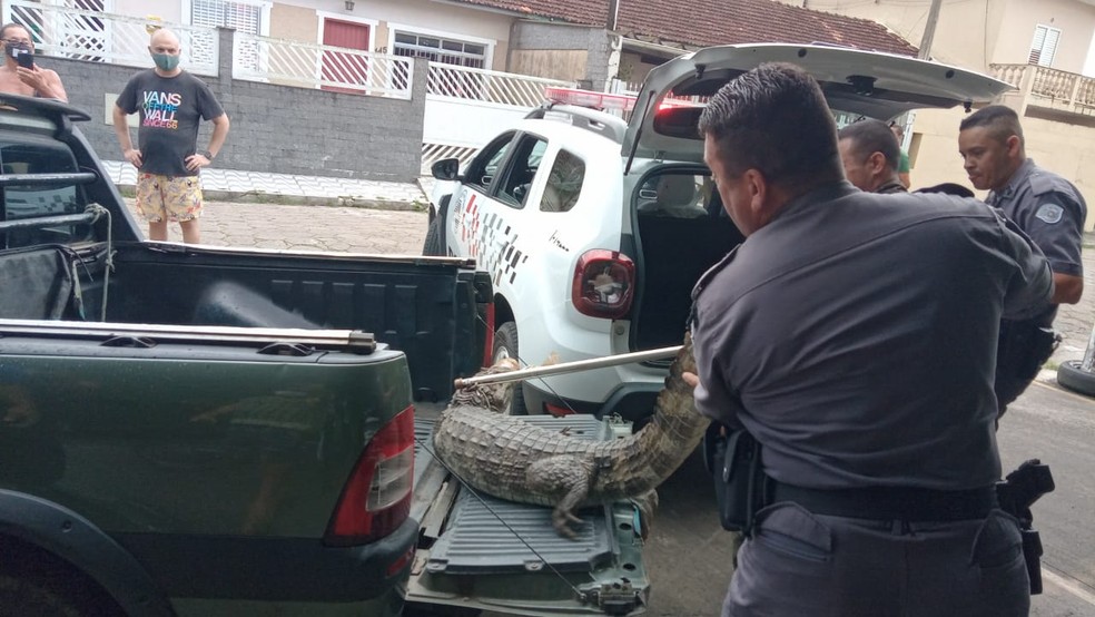 Animal foi retirado de estacionamento por policiais militares em Cananéia, SP — Foto: Arquivo Pessoal/Johnson de Oliveira Pereira