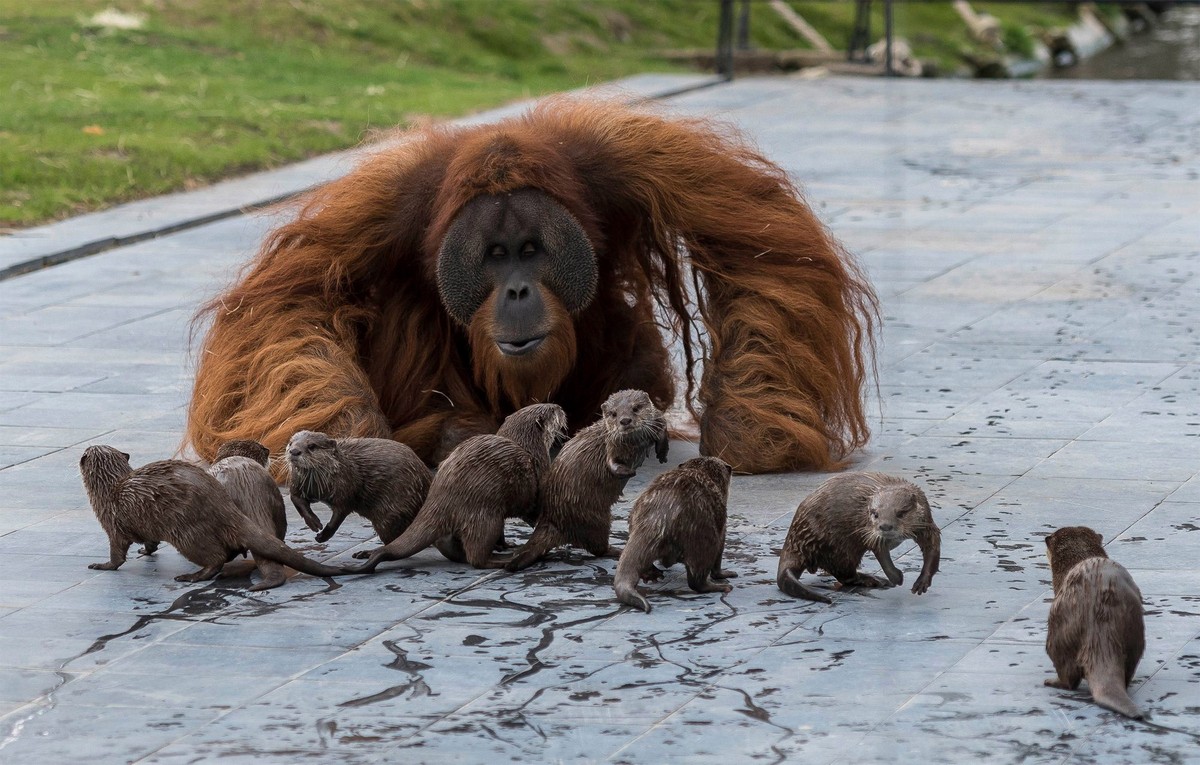 Orangotangos e lontras criam amizade inesperada em zoo da ...