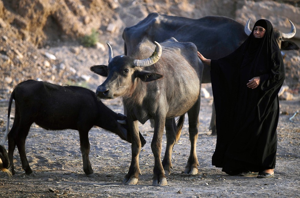 Criação de búfalos está severamente afetada pela seca, prejudicando o sustento de cerca de 6 mil famílias, no Iraque — Foto: AHMAD AL-RUBAYE/AFP
