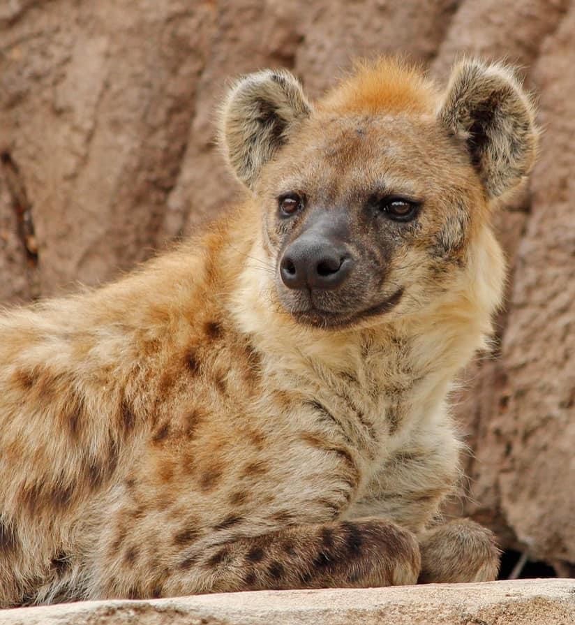 Duas hienas testaram positivo para o vírus da Covid-19 no Zoológico de Denver, nos EUA (Foto: Denver Zoo )