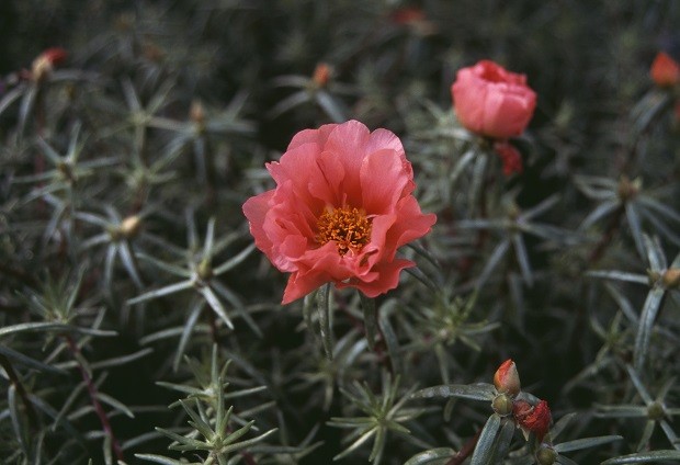 UNSPECIFIED - JANUARY 27: Moss-rose purslane (Portulaca grandiflora Coral), Portulacaceae. (Photo by DeAgostini/Getty Images) (Foto: De Agostini via Getty Images)