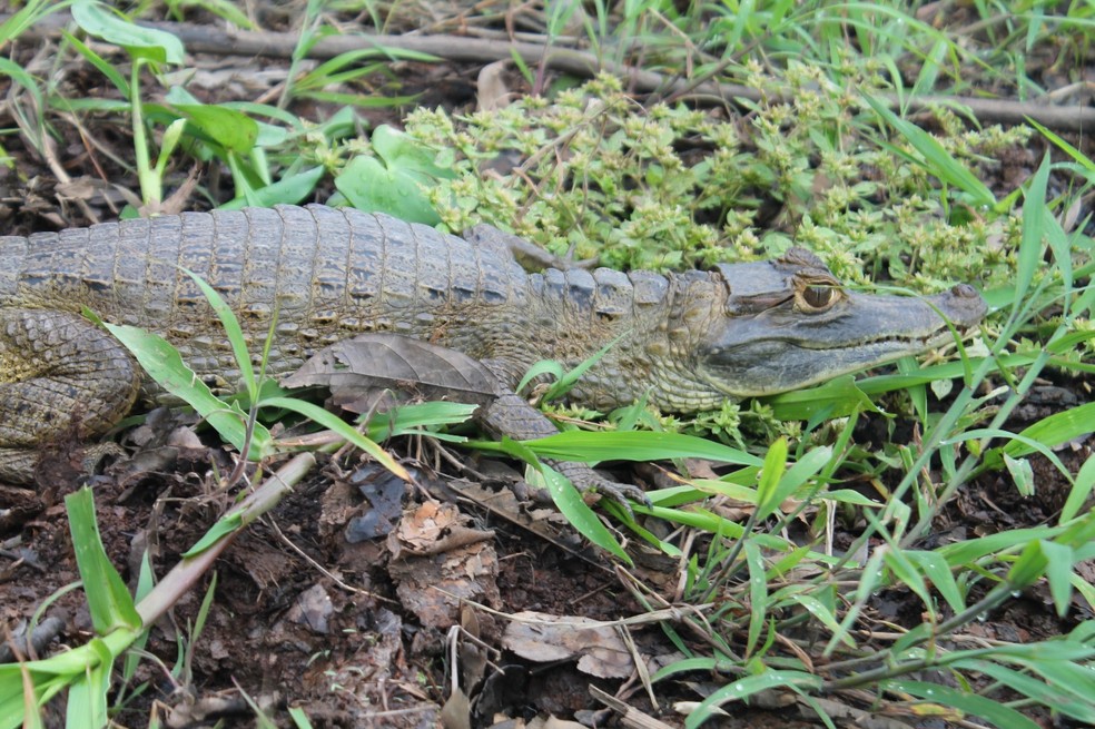 Subadulto de jacaré-tinga - Careiro da Várzea/AM. — Foto: Idamara Fernandes/Divulgação