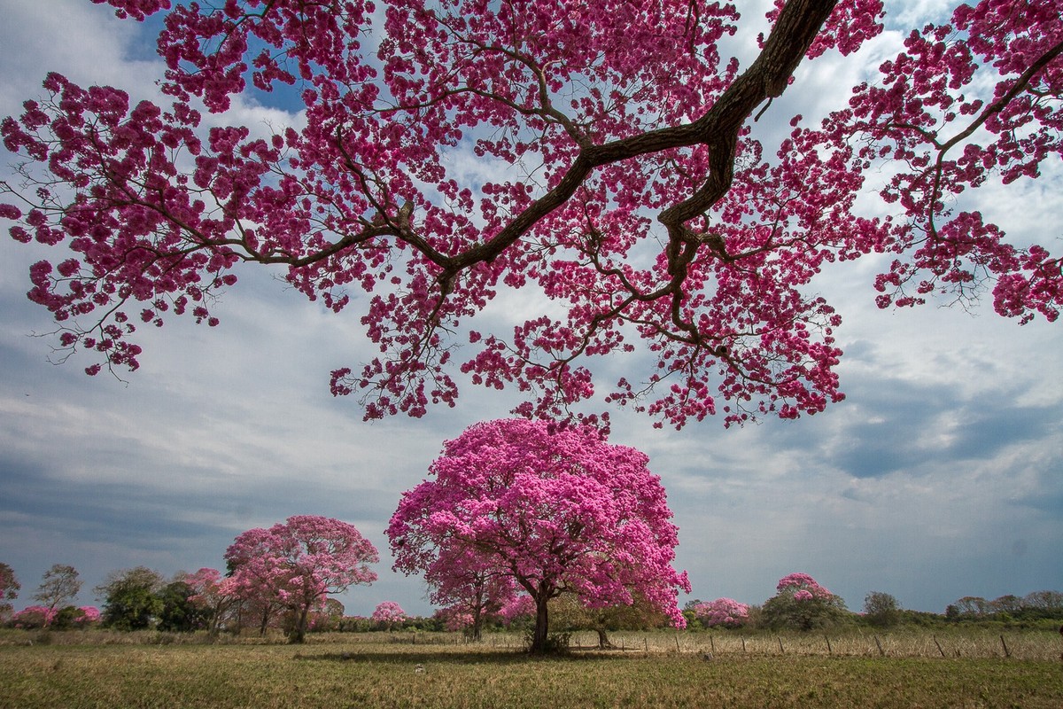 Inverno colorido: veja árvores e plantas que embelezam a estação | Terra da  Gente | G1