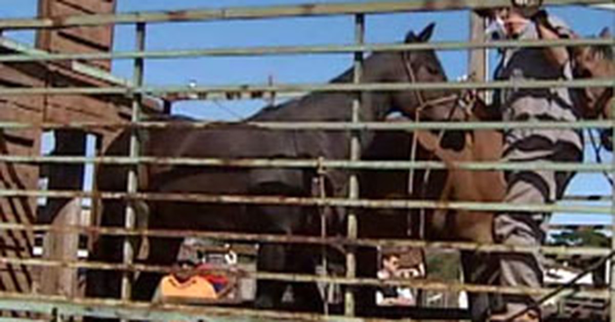 Inusitado frigorifico de cavalos em Minas Gerais, conheça